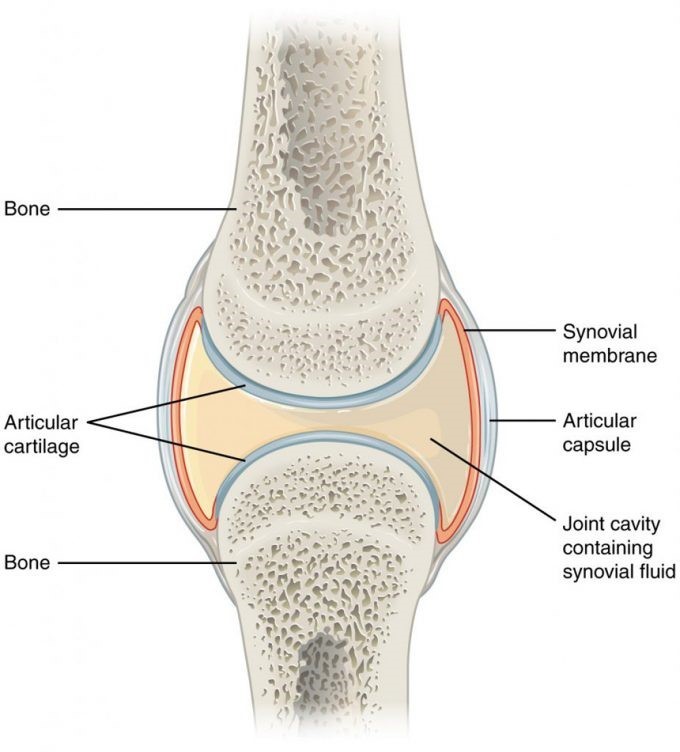 Figure 1: Synovial Joint Structure