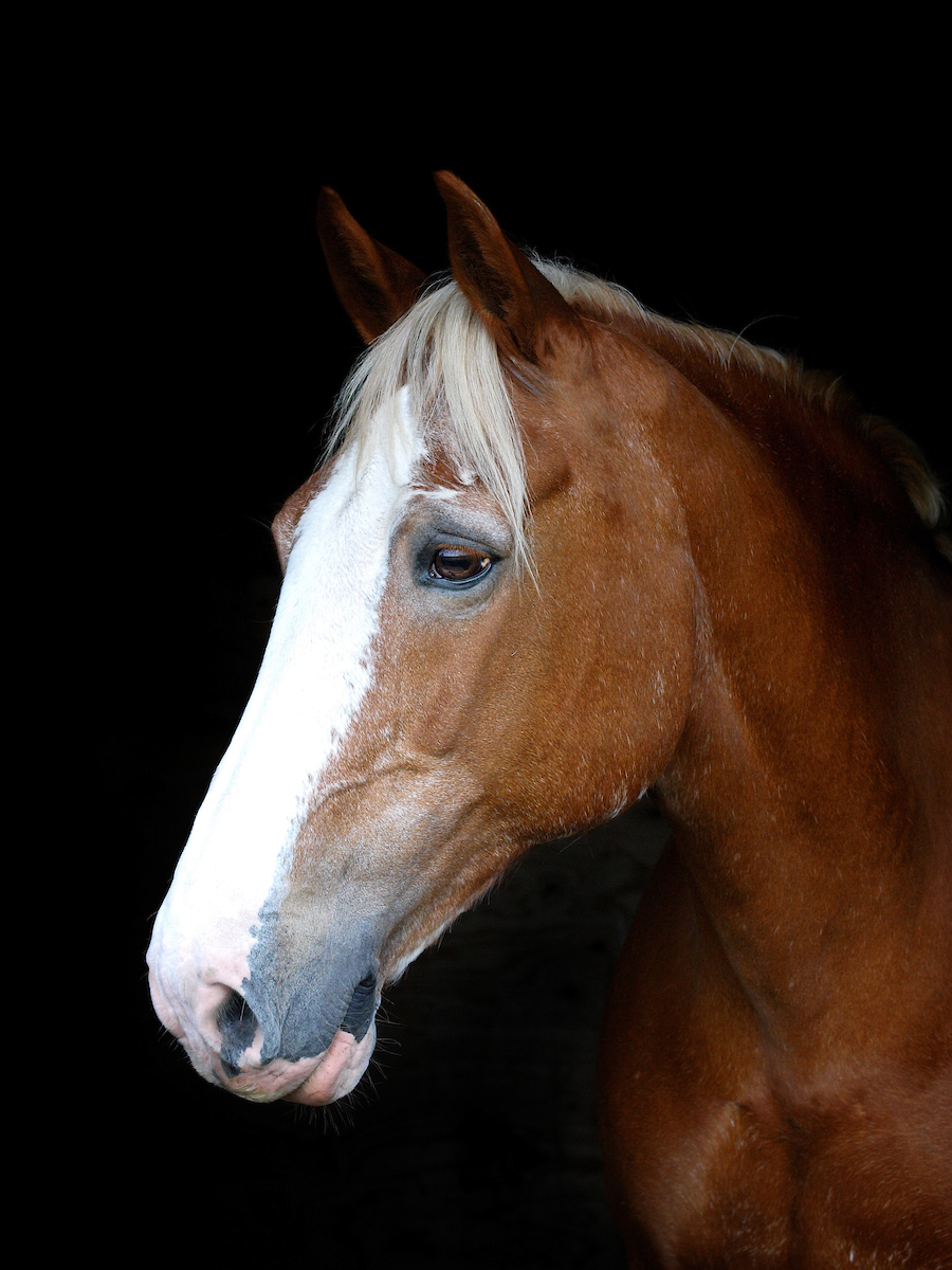 Feeding the Veteran Horse