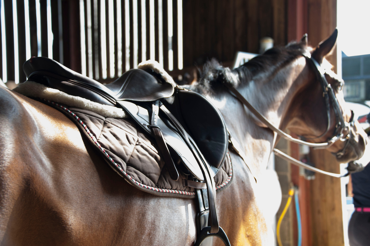 Management tips for a fizzy horse Dodson Horrell