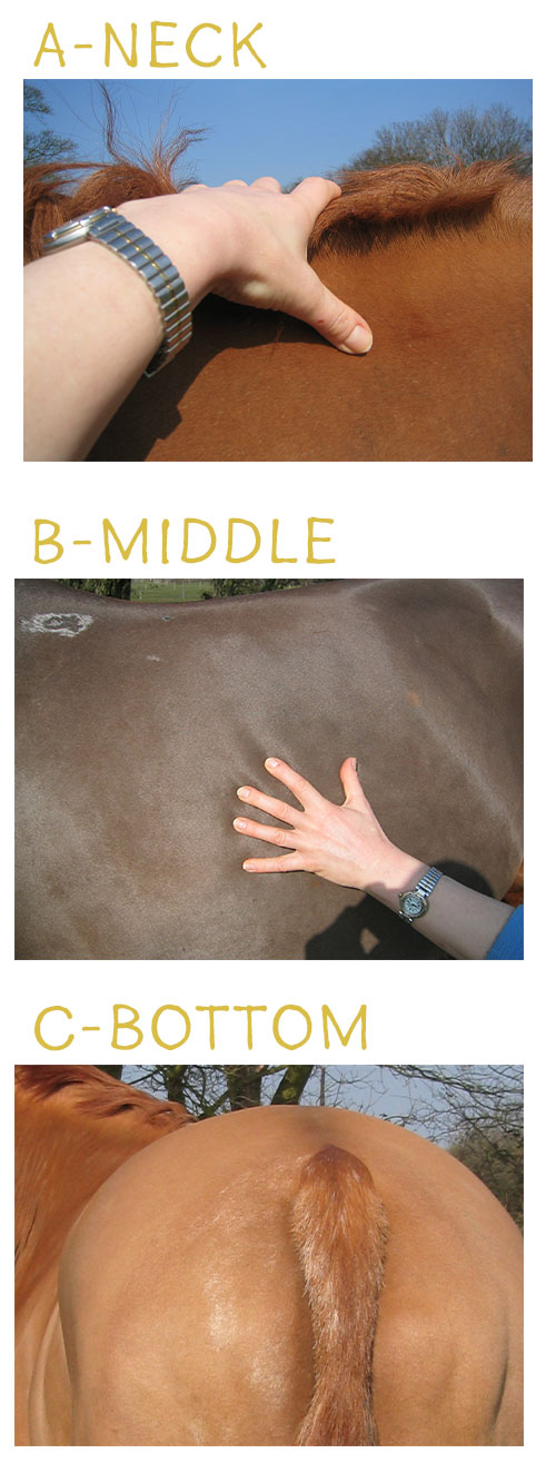 Side image for Helping your Horse reach right weight