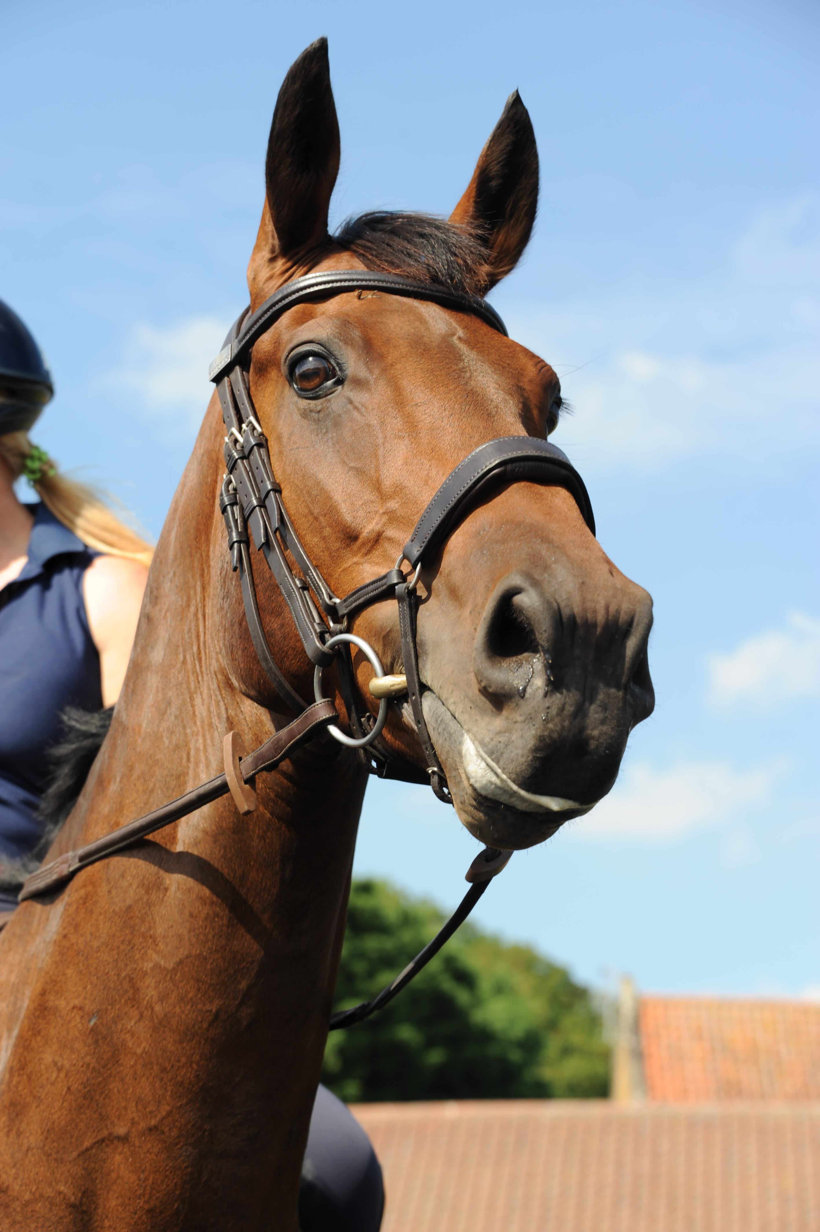 How to Feed a Horse: Understanding the Basic Principles of Horse Nutrition