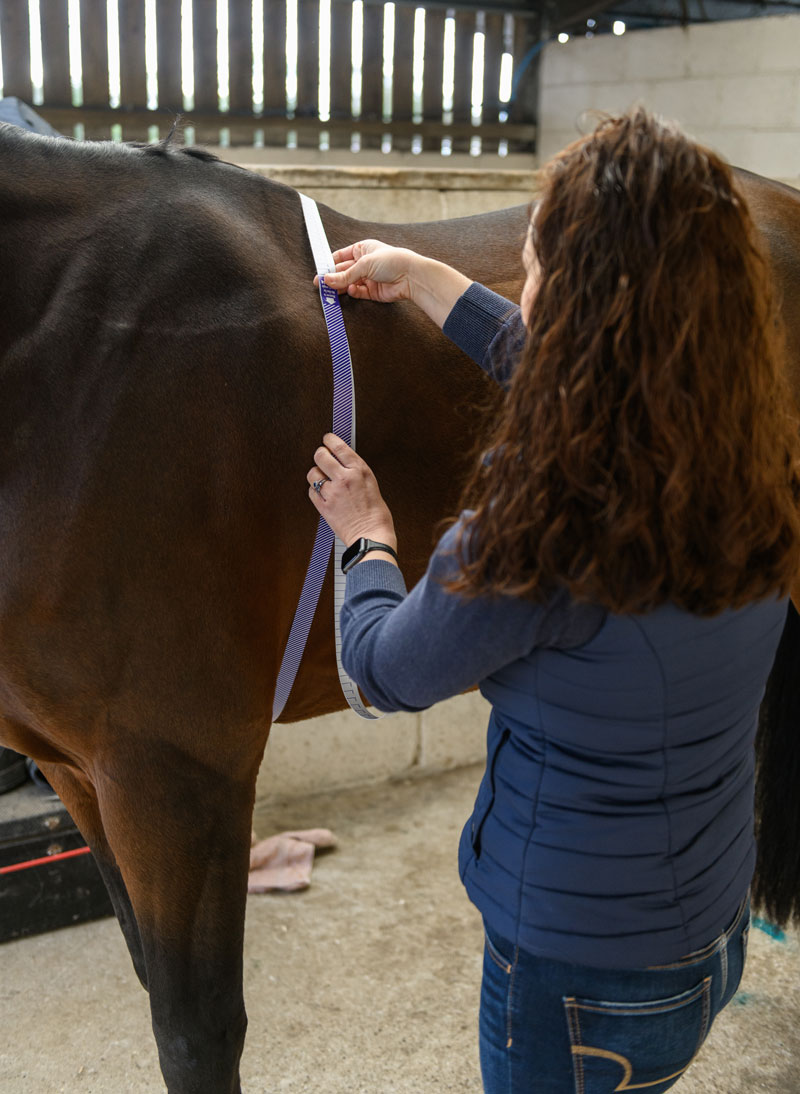 Side image for Helping your Horse reach right weight