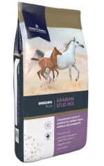 thumbnail for  Arabian Stud Mix