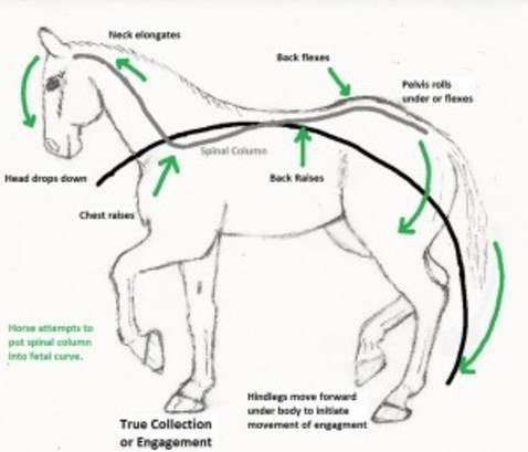 Equine Muscle Chart